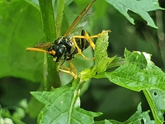Tenthredo scrophulariae