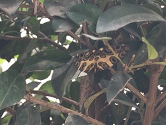 Pantherodes