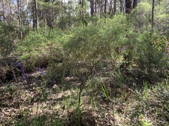 Bossiaea linophylla