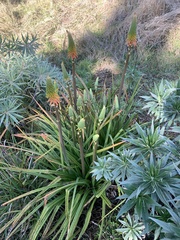 Kniphofia uvaria