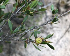 Leptospermum coriaceum