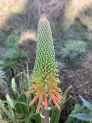 Kniphofia uvaria