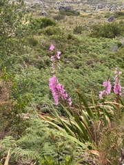 Watsonia
