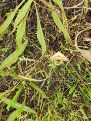 Anachloris subochraria