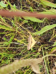 Anachloris subochraria