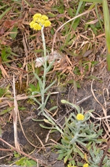 Pseudognaphalium affine