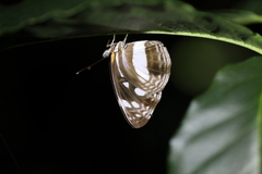 Phaedyma shepherdi