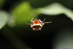 Poecilopachys australasia