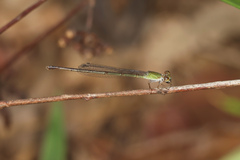 Ceriagrion aeruginosum