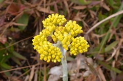 Pseudognaphalium affine
