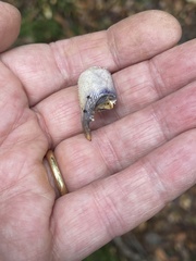 Engaeus cisternarius