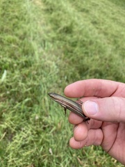 Pseudemoia rawlinsoni