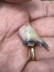 Engaeus cisternarius