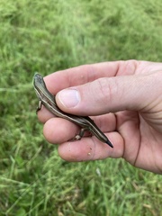 Pseudemoia rawlinsoni