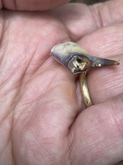 Engaeus cisternarius