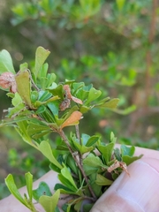 Dodonaea viscosa cuneata