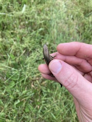 Pseudemoia rawlinsoni