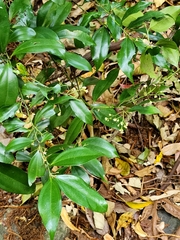 Cryptocarya laevigata