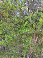 Dodonaea viscosa cuneata
