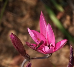 Hesperantha pauciflora