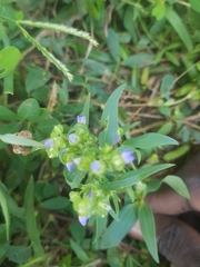 Exacum oldenlandioides image