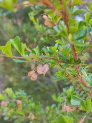 Dodonaea viscosa cuneata