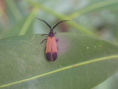Synchonnus clientulus