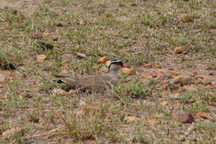 Vanellus coronatus