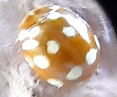 Coccinellinae