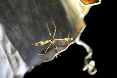 Dapanoptera