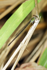 Ceriagrion aeruginosum