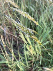 Anthoxanthum odoratum