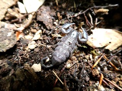 Hormurus waigiensis