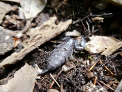 Hormurus