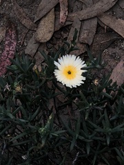 Chrysocephalum baxteri