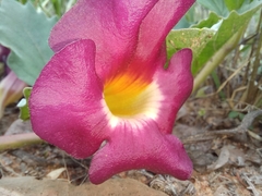 Harpagophytum zeyheri