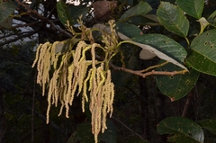 Alnus nepalensis