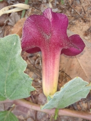 Harpagophytum zeyheri