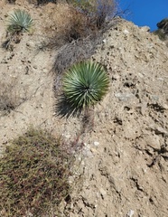 Hesperoyucca