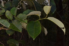 Alnus nepalensis
