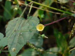Sida cordata
