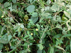 Sida cordata
