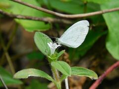 Leptosia alcesta