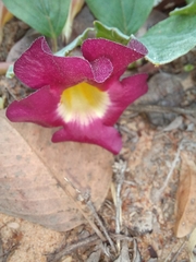 Harpagophytum zeyheri