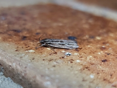 Leistarcha amphigramma
