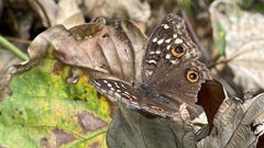 Junonia lemonias aenaria