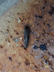 Leistarcha amphigramma