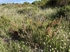 Pomaderris paniculosa