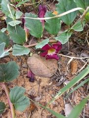 Harpagophytum zeyheri