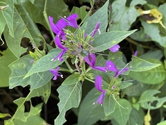 Hypoestes purpurea